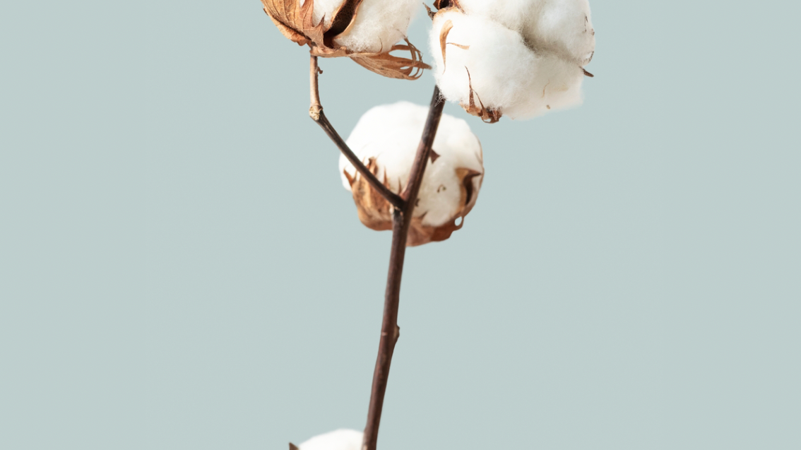 What is Supima® Cotton?