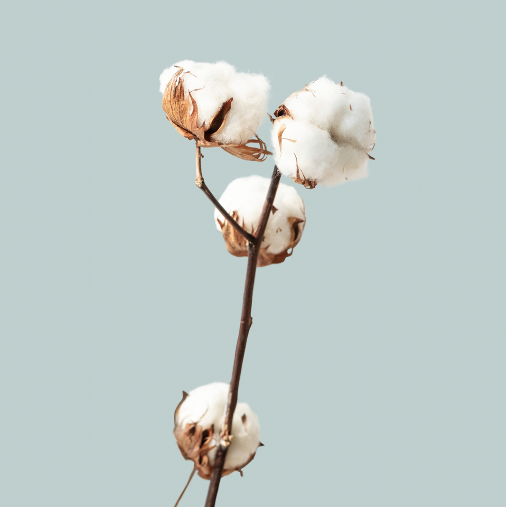 What is Supima® Cotton?